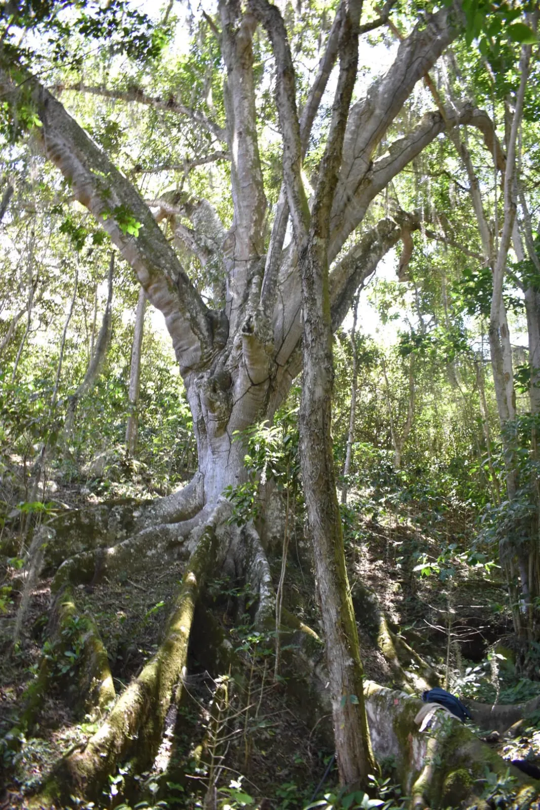 Árboles nativos centenarios